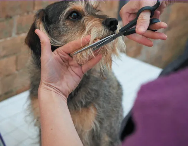 Kazoo Grooming Scissors