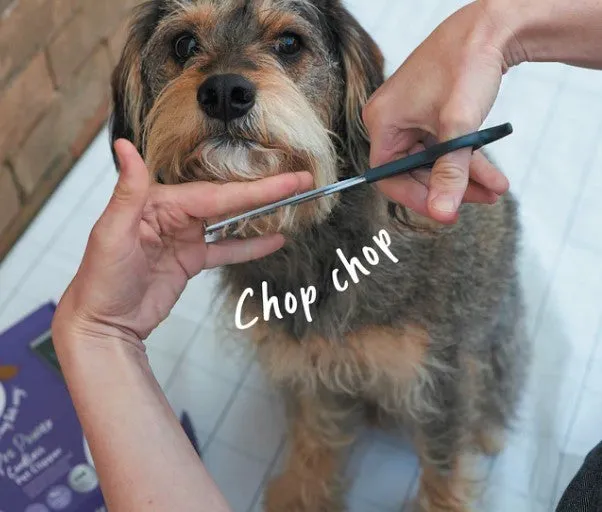 Kazoo Grooming Scissors